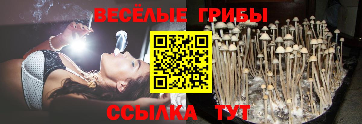 Псилоцибиновые грибы Cubensis  Вход с VPN  купить наркотики цена  Электрогорск 